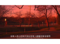 歌曲分享：向阳花